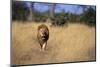 Lion Walking Through Grass-Paul Souders-Mounted Photographic Print