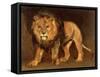 Lion Walking-Théodore Géricault-Framed Stretched Canvas