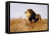 Lion Watching for Prey-Wilhelm Kuhnert-Framed Stretched Canvas