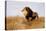 Lion Watching for Prey-Wilhelm Kuhnert-Stretched Canvas
