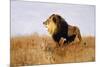 Lion Watching for Prey-Wilhelm Kuhnert-Mounted Giclee Print