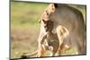 Lion with cub in mouth, Masai Mara, Kenya, East Africa, Africa-Karen Deakin-Mounted Photographic Print