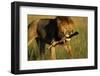 Lion with Wildebeest Leg in Mouth-Paul Souders-Framed Photographic Print
