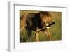 Lion with Wildebeest Leg in Mouth-Paul Souders-Framed Photographic Print