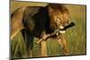 Lion with Wildebeest Leg in Mouth-Paul Souders-Mounted Photographic Print