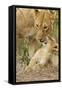 Lion with Young One, Maasai Mara Wildlife Reserve, Kenya-Jagdeep Rajput-Framed Stretched Canvas