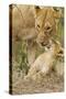 Lion with Young One, Maasai Mara Wildlife Reserve, Kenya-Jagdeep Rajput-Stretched Canvas