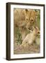 Lion with Young One, Maasai Mara Wildlife Reserve, Kenya-Jagdeep Rajput-Framed Photographic Print