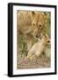 Lion with Young One, Maasai Mara Wildlife Reserve, Kenya-Jagdeep Rajput-Framed Photographic Print