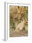 Lion with Young One, Maasai Mara Wildlife Reserve, Kenya-Jagdeep Rajput-Framed Photographic Print