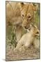 Lion with Young One, Maasai Mara Wildlife Reserve, Kenya-Jagdeep Rajput-Mounted Photographic Print