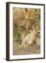 Lion with Young One, Maasai Mara Wildlife Reserve, Kenya-Jagdeep Rajput-Framed Photographic Print