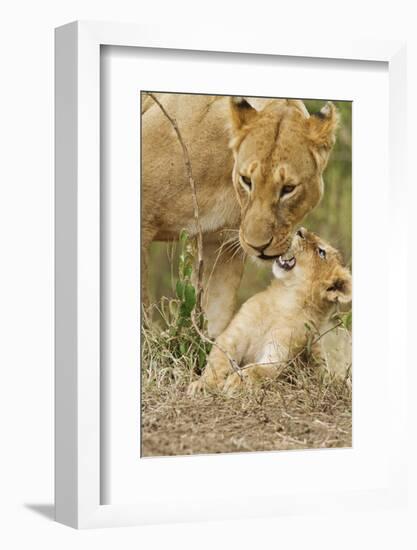 Lion with Young One, Maasai Mara Wildlife Reserve, Kenya-Jagdeep Rajput-Framed Photographic Print