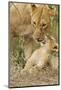 Lion with Young One, Maasai Mara Wildlife Reserve, Kenya-Jagdeep Rajput-Mounted Photographic Print