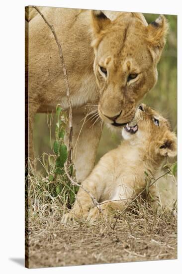 Lion with Young One, Maasai Mara Wildlife Reserve, Kenya-Jagdeep Rajput-Stretched Canvas