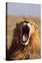 Lion Yawning-DLILLC-Stretched Canvas