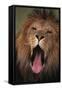 Lion Yawning-DLILLC-Framed Stretched Canvas