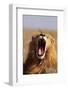 Lion Yawning-DLILLC-Framed Photographic Print