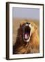 Lion Yawning-DLILLC-Framed Photographic Print