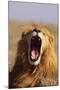 Lion Yawning-DLILLC-Mounted Photographic Print