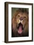 Lion Yawning-DLILLC-Framed Photographic Print