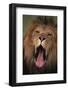 Lion Yawning-DLILLC-Framed Photographic Print