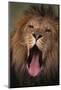 Lion Yawning-DLILLC-Mounted Photographic Print