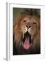 Lion Yawning-DLILLC-Framed Photographic Print
