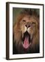 Lion Yawning-DLILLC-Framed Photographic Print