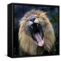 Lion Yawns at the Akron Zoo in Akron, Ohio-null-Framed Stretched Canvas