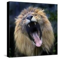 Lion Yawns at the Akron Zoo in Akron, Ohio-null-Stretched Canvas