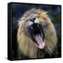 Lion Yawns at the Akron Zoo in Akron, Ohio-null-Framed Stretched Canvas