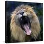 Lion Yawns at the Akron Zoo in Akron, Ohio-null-Stretched Canvas