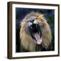 Lion Yawns at the Akron Zoo in Akron, Ohio-null-Framed Photographic Print