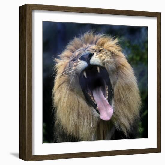 Lion Yawns at the Akron Zoo in Akron, Ohio-null-Framed Photographic Print