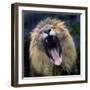 Lion Yawns at the Akron Zoo in Akron, Ohio-null-Framed Photographic Print