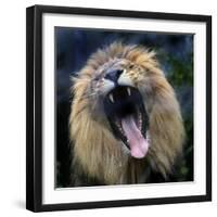 Lion Yawns at the Akron Zoo in Akron, Ohio-null-Framed Photographic Print