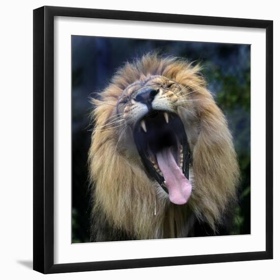 Lion Yawns at the Akron Zoo in Akron, Ohio-null-Framed Photographic Print