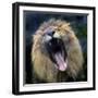 Lion Yawns at the Akron Zoo in Akron, Ohio-null-Framed Photographic Print