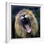 Lion Yawns at the Akron Zoo in Akron, Ohio-null-Framed Photographic Print