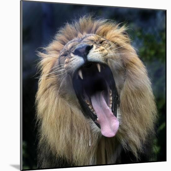 Lion Yawns at the Akron Zoo in Akron, Ohio-null-Mounted Photographic Print