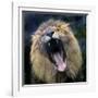 Lion Yawns at the Akron Zoo in Akron, Ohio-null-Framed Photographic Print