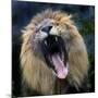 Lion Yawns at the Akron Zoo in Akron, Ohio-null-Mounted Photographic Print