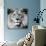 Lion-null-Stretched Canvas displayed on a wall