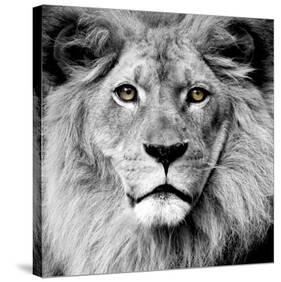 Lion-null-Stretched Canvas