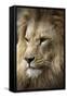 Lion-Linda Wright-Framed Stretched Canvas