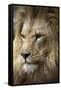 Lion-Linda Wright-Framed Stretched Canvas