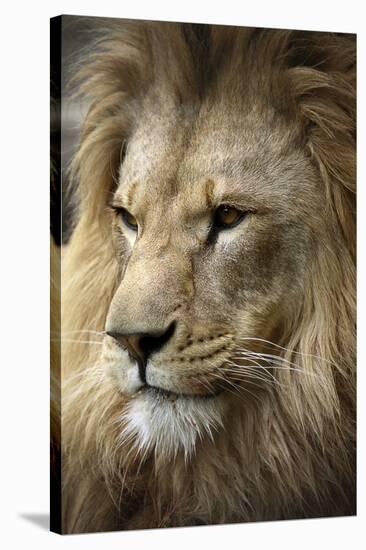 Lion-Linda Wright-Stretched Canvas