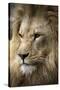 Lion-Linda Wright-Stretched Canvas