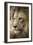 Lion-Linda Wright-Framed Premium Photographic Print